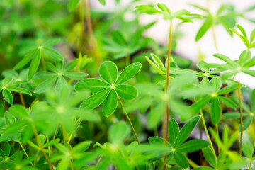 green seedlings of lupine flowers grown from seeds at home 