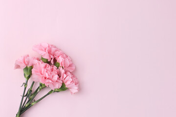 carnation isolated in pink background