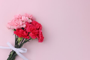carnation isolated in pink background