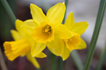 Fototapeta premium Frühe Narzisse Narcissus pseudonarcissus 'Tête à tête' in voller Blüte im April