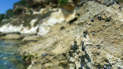 Closeup shot of a calcareous rock in Lido di Noto beach, full of periwinkles