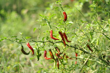 village plants and flower