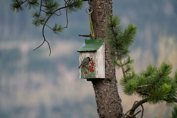 a titmouse, parus major, at a handmade painted bird house in spring