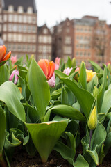 Amsterdam tulips in april 
