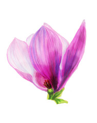Fototapeta na wymiar Pink magnolia flower. Botanical illustration. Spring flowers. Beautiful watercolor illustration for the design of postcards, invitations, wedding and holiday decor.