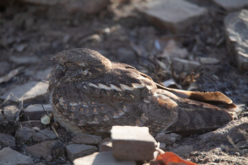 Obraz premium Savanna Nightjar, Caprimulgus affinis, Panna Tiger Reserve, Madhya Pradesh, India