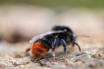 Hummel auf Nahrungssuche Makro Erdhummel