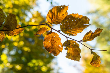 Autumn landscape: colored treetops against blue sky background. Colorful leaves. Natural background.