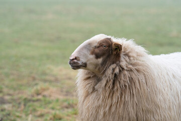 One sheep in the mist. The sheep looks into the camera, detail shot of the head. Sheep stands in the spring grass. Agriculture and extensive traditional sheep breeding