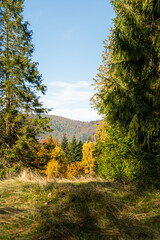Autumn landscape: Forest in polish mountains