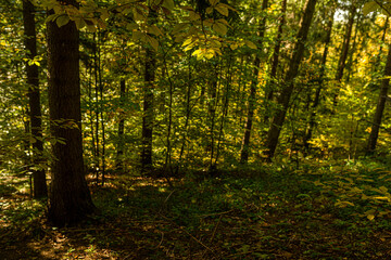 Obraz premium Autumn landscape: Forest in polish mountains