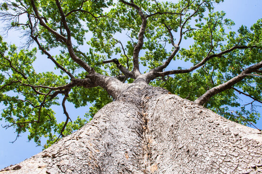 West African Mahogany Tree, Khaya anthotheca