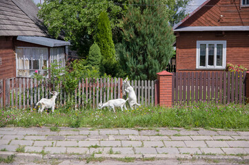 Trzy białe kozy pośród zabudowań wiejskich © Monika