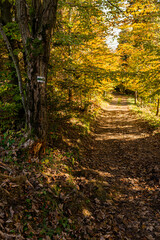 Path in autumn forest in polish moutains.