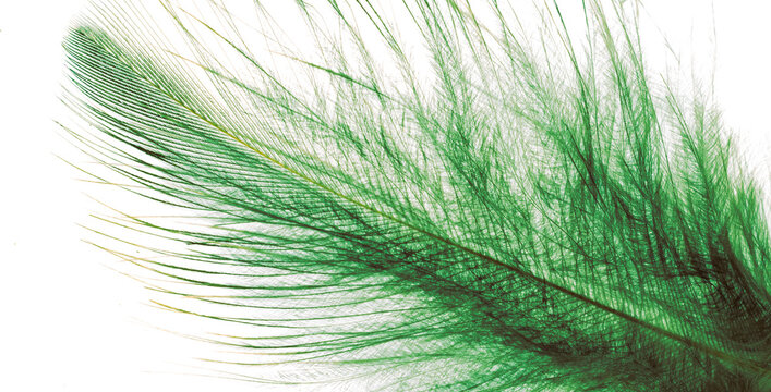 Aqua Green Feathers Background Stock Photo, Picture and Royalty Free Image.  Image 17226915.