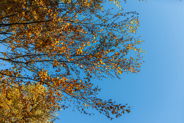 Autumn landscape: colored treetops against blue sky background. Colorful leaves. Natural background.
