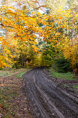 Naklejka premium Path in autumn forest in polish moutains.