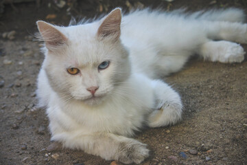 Naklejka na ściany i meble A white cat with eyes of different colors. One is orange and the other is blue, lying on the ground in the yard of the house