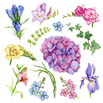 Garden flower set. Freesia, forget-me-not, iris, hydrangea, ivy, hedera floral element collection. Watercolor hand drawn illustration set. Bright summer flowers and herbs on white background