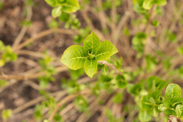 leaves in the garden