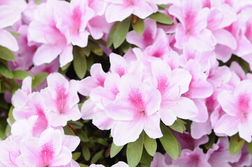 Obraz premium ピンク色の花 ツツジ