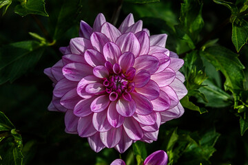 View of dahlia in the garden. Variety - Creme de cassis