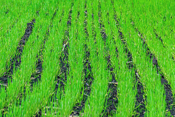 agricultural crops in rows close up