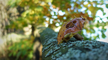 Grzyby w lasach sosnowych jesienią © Siergiej