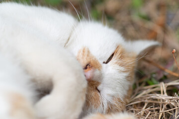 猫の顔　茶白猫