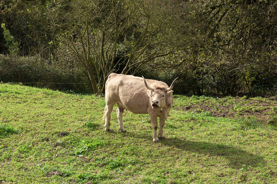 Landscape of horned cow in the meadow