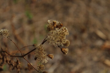Nature plant dry 