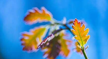 Fototapeta na wymiar Springtime, ROBLE REBOLLO, MELOJO - PYRENEAN OAK (Quercus pyrenaica), Jerte Valley, Cáceres, Extremadura, Spain, Europe