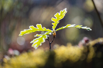 Springtime, ROBLE REBOLLO, MELOJO - PYRENEAN OAK (Quercus pyrenaica), Jerte Valley, Cáceres,...