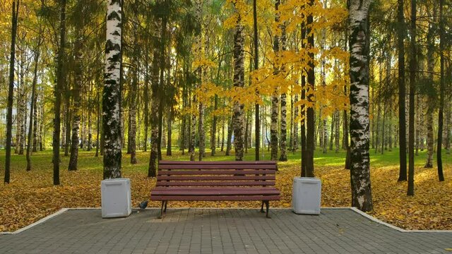 All the ground is covering with yellow leaves, foliage. Wooden bench in autumn city park among birches near asphalt path. The trash can is near the bench. Beautiful nature in fall season.