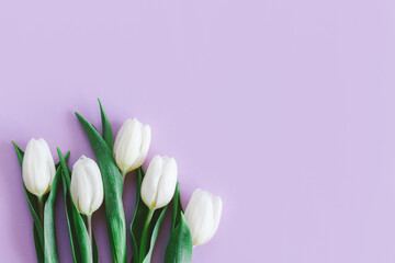 Tender white tulips on pastel violet background. Greeting card for Women's day. Flat lay. Place for text.