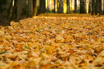 Empty abandoned path in the forest, woodland. Alley autumn city park with covering ground yellow dry leaves in sunny day, closeup view, camera in motion. Beautiful background in fall season.