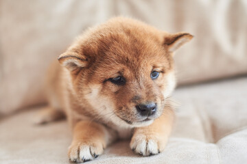 
Little Shiba Inu puppy lying on the couch