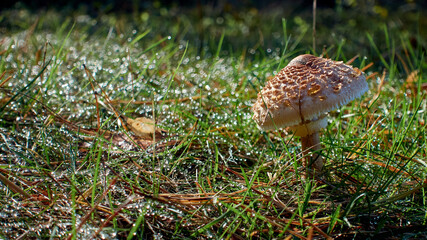 Grzyby w lasach sosnowych jesienią © Siergiej