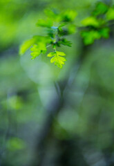 Crataegus monogyna, known as common hawthorn or single-seeded hawthorn - MAJUELO o ESPINO ALBAR, Ibarra, Orozko, Bizkaia, Basque Country, Spain, Europe