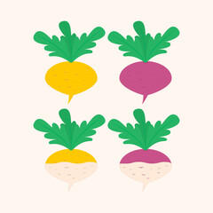 Turnip vegetable icon. Colored vector isolated illustration. Clipart and drawing. 