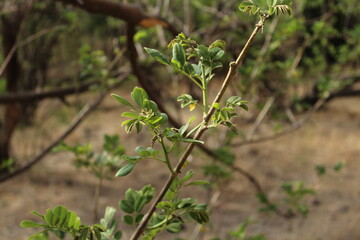 Tree nature green leaf fresh