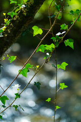 Obraz premium IVY - HIEDRA, Ibarra, Orozko, Bizkaia, Basque Country, Spain, Europe