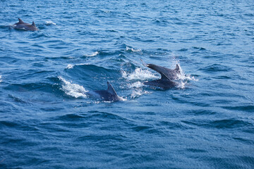Fototapeta premium dolphin in the sea