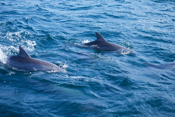 Naklejka premium dolphin in the sea