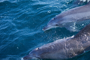 Obraz premium dolphin in the sea