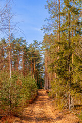 Forest sandy road in a coniferous forest