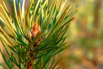Pine branch with a young shoot in the sun