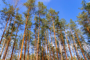 Obraz premium The beauty of Belarusian coniferous forests