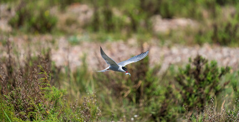 Bird with little fish in the beak