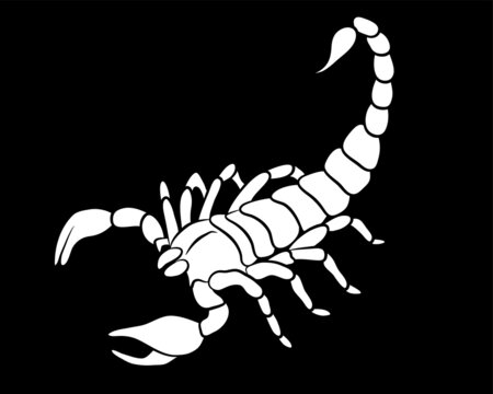 Graphic scorpion isolated on white background, vector illustration for tattoo and print
